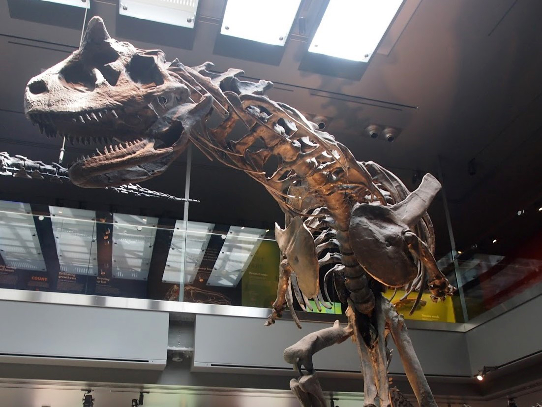 DINO35019 Фигурка Карнотавр